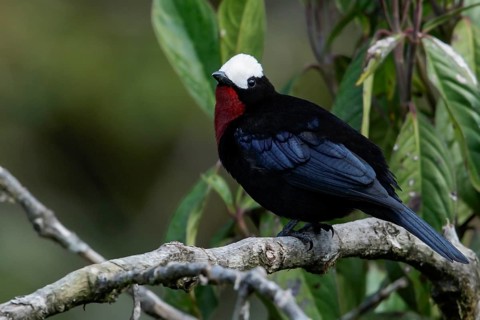 White-capped Tanager (Sericossypha albocristata) perched on a branch in the Andes Mountains of