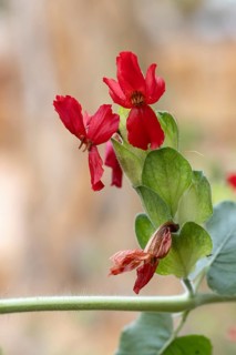 Petalidium bracteatum, flowering, shrub, Kirstenbosch Botanic Garden, Cape Town, South Africa