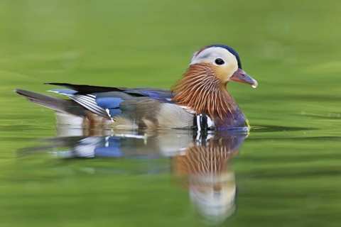 Mandarin Duck (Aix galericulata) male, Brandenburg, Germany