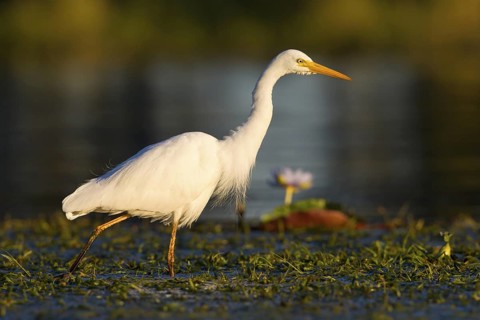 Intermediate Egret (Ardea intermedia) foraging, Queensland, Australia