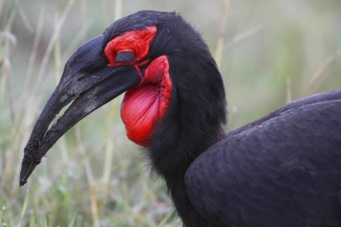 Southern Ground Hornbill, Bucorvus leadbeateri, Botswana, Chobe NP