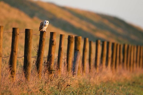 Barn owl (Tyto alba) adult bird on a fence post during the day, Norfolk, England, United Kingdom