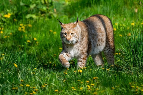 Eurasian lynx (Lynx lynx), walking on a meadow, Bavaria, Germany