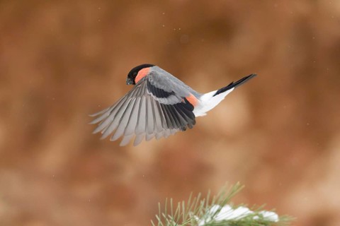 Eurasian Bullfinch (Pyrrhula pyrrhula) male flying, Bavaria, Germany