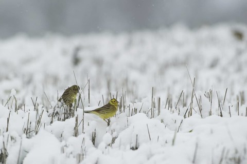 Yellowhammer (Emberiza citrinella), Saxony, Germany