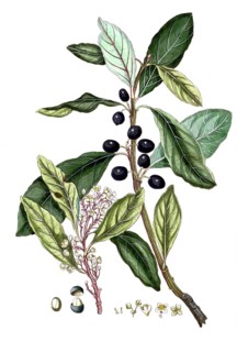 Laurus nobilis, true laurel, digital reproduction of a historical original, between 1790 and 1810