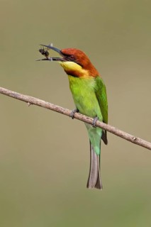 Chestnut-headed Bee-eater (Merops leschenaulti) eating bee, Malaysia