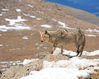 A coyote foraging in winter, Wyoming, United States