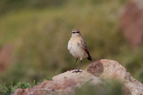 Isabelline Wheatear (Oenanthe isabellina) perched on a rock, Greece