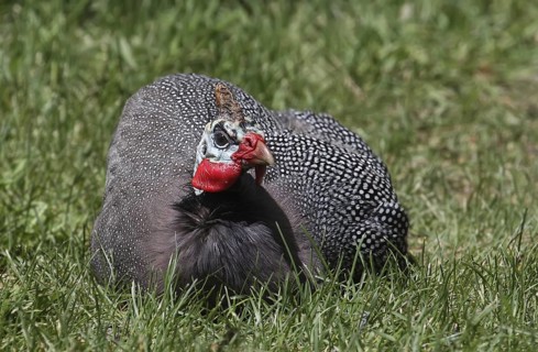 Helmeted Guineafowl (Numida meleagris), Saskatchewan, Canada