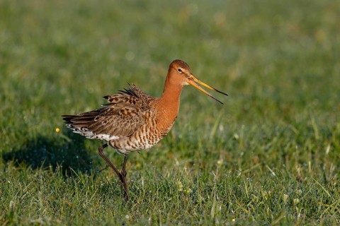 Black-tailed Godwit (Limosa limosa), Netherlands