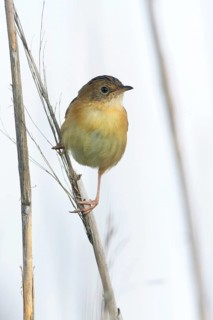 Golden-headed Cisticola (Cisticola exilis) female perched on reeds, Victoria, Australia