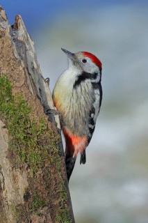 Middle Spotted Woodpecker (Dendrocopos medius), sitting on an old tree stump, North