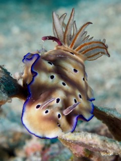 Nudibranch with wavy blue edge and dots, magnificent star snail (Hypselodoris tryoni), in natural