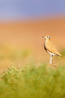 Cream-colored Courser (Cursorius cursor) perched on the ground, Zagora, Morocco