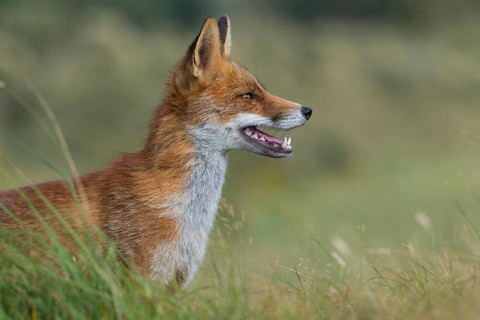 Red Fox (Vulpes vulpes) adult portrait, Netherlands
