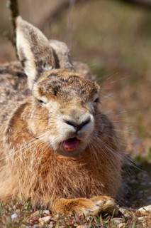 European brown hare (Lepus europaeus) adult animal yawning in grassland in summer, England, United