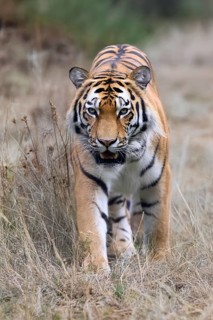 Siberian tiger (Panthera tigris altaica), adult, male, running, stalking, alert