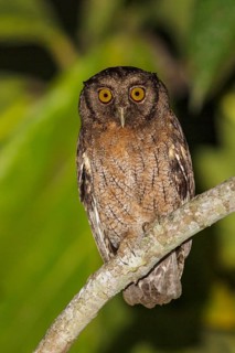 Tawny-bellied Screech-Owl (Otus watsonii) perched on a branch in Manu National Park, Peru