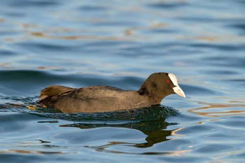 Eurasian Coot (Fulica atra), swimming at the water's edge, Lake Reintal, Breitenbach, Tyrol,