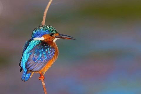 Crested kingfisher, (Corythohrnis scalloped ribbonfishers), (Alcedo cristata), Kingfisher,