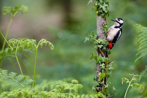 Great Spotted Woodpecker (Dendrocopos major) male, Asturias, Spain