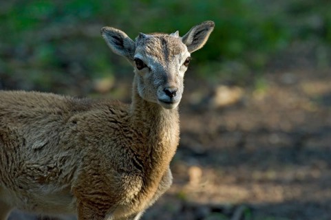 European mouflon (Ovis gmelini musimon), lamb, mouflon deer, ram, male with beginning of growth of