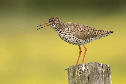 Common Redshank (Tringa totanus) calling, Texel, Netherlands