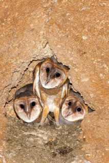 Barn Owl Tyto alba Tucson, Pima County, Arizona, United States 2 June Nestlings in cliff nest.