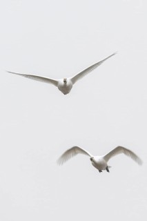 Tundra swans (Cygnus bewickii) flying, Emsland, Lower Saxony, Germany