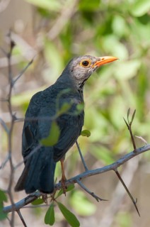 Kurrichane Thrush (Turdus libonyana), Mpumalanga, South Africa