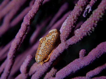 Flamingo tongue (Cyphoma gibbosum)