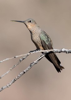 Giant Hummingbird (Patagona gigas) perched on a branch, Metropolitana, Chile