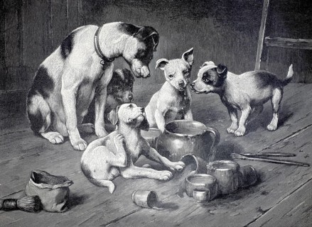 Mother dog and several puppies in a rustic setting, a group of terriers and puppies who have made a