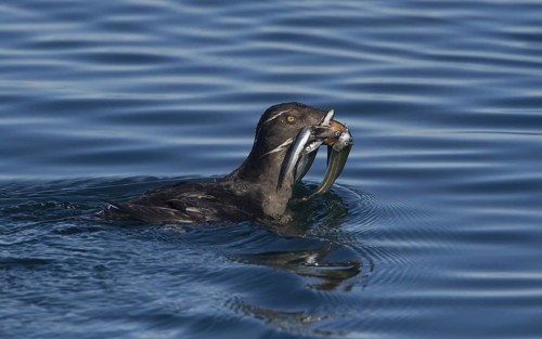 Rhinoceros Auklet (Cerorhinca monocerata) swimming on the ocean with fish prey in beak, Washington,