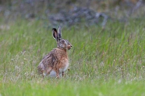 Hunts for wolves are usually lengthy and a visit from a brown hare (Lepus europaeus) is a welcome