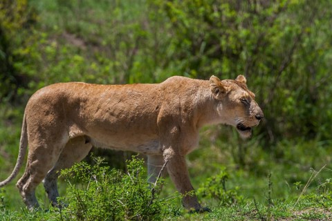 Lioness (Panthera leo), South Africa