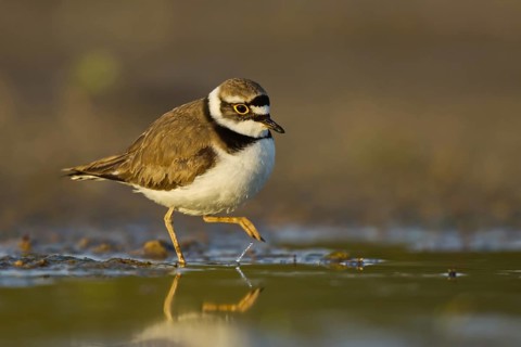 Little Ringed Plover (Charadrius dubius) foraging, North Rhine-Westphalia, Germany
