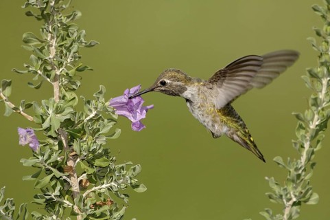 Anna's Hummingbird (Calypte anna), British Columbia, Canada