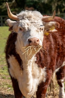 Cow eating hay, Wilmcote, Warwickshire, England, Great Britain