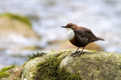 White-throated Dipper (Cinclus cinclus), Castile and Leon, Spain