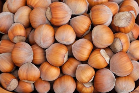 Hazelnut (Corylus 'Katalonski')