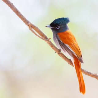 African Paradise Flycatcher, African Paradise-Flycatcher, African Paradise-flycatcher, (Terpsiphone