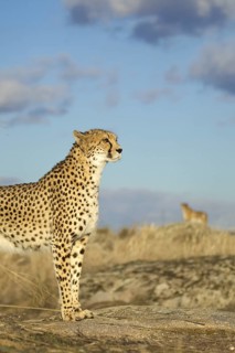 Cheetah (Acinonyx jubatus) two females in open grassland, Castile-La Mancha, Spain
