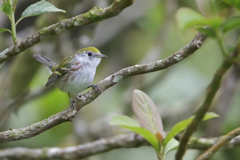 Chestnut-sided Warbler (Dendroica pensylvanica) perched on a branch in Costa Rica, Central America