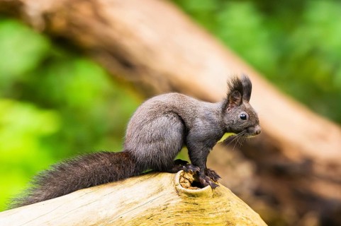 Red squirrel (Sciurus vulgaris) sitting on an old wrotten tree trunk in a forest, Bavaria, Gernany