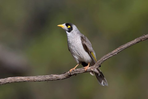 Noisy Miner (Manorina melanocephala), Victoria, Australia