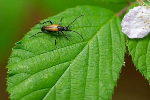 Black-striped longhorn beetle, (Stenurella melanura), animals, insects, family of longhorn beetles,