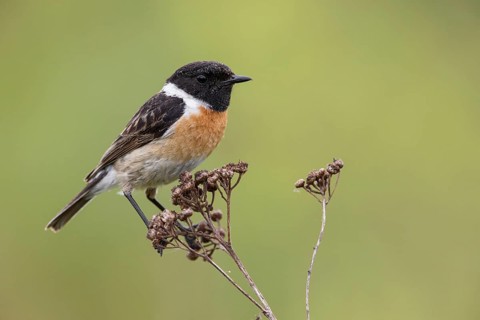 European Stonechat (Saxicola rubicola) male perched on a branch, Poland