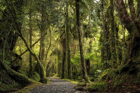 Hiking trail through wooded landscape with mossy trees. Minnehaha Walk, Fox Glacier Area, Westland